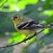 American Goldfinch by sunnygreenwood