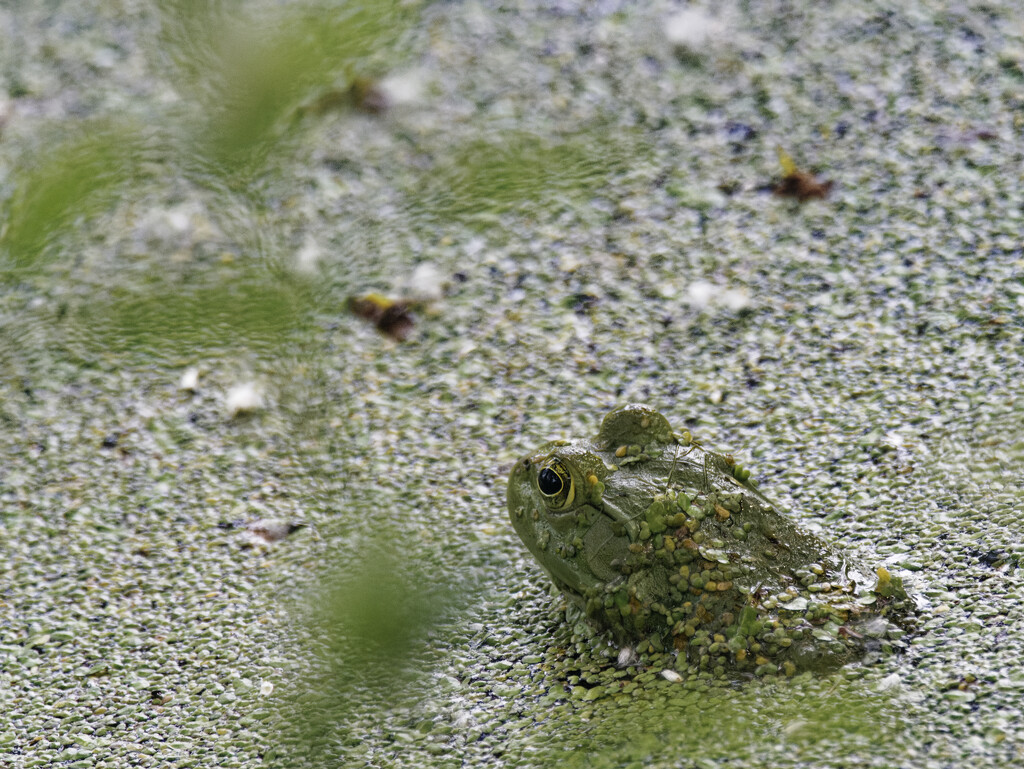 American bullfrog  by rminer