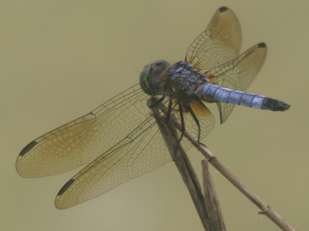 blue dasher dragonfly by rminer