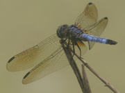 13th Jun 2022 - blue dasher dragonfly