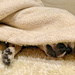 Réglisse hidden in the blanket.  by cocobella