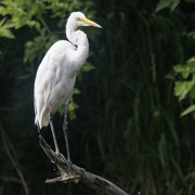 13th Jun 2022 - great egret