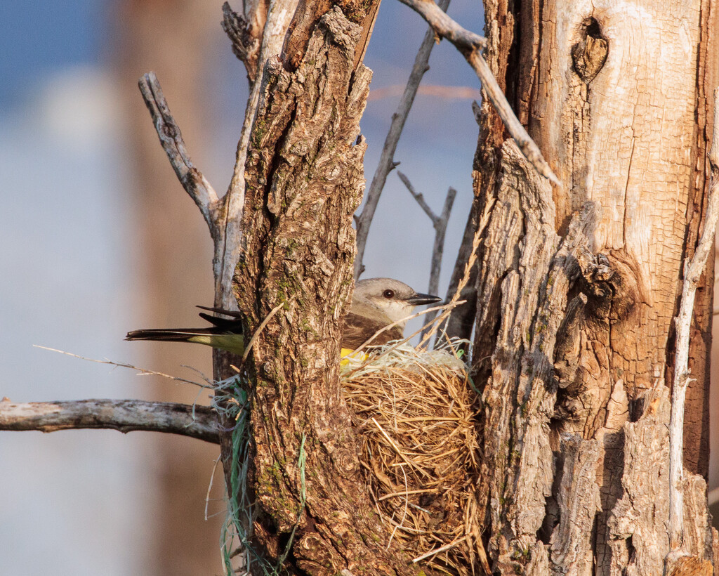 kingbird nest by aecasey
