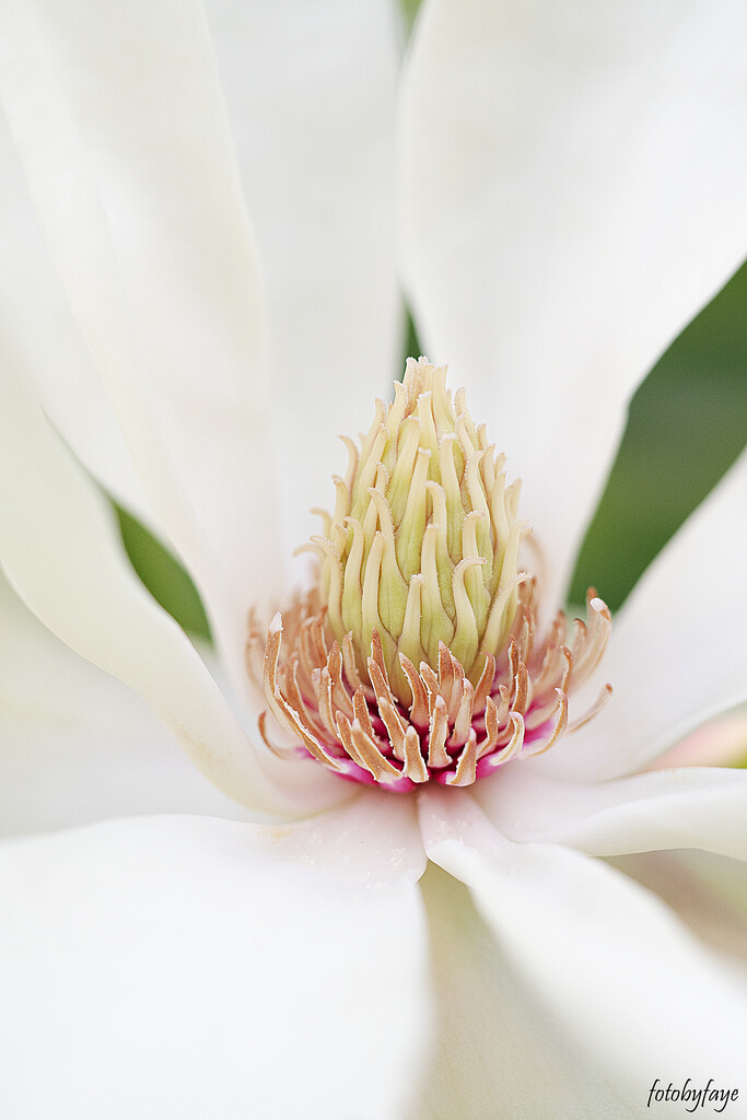 Inside the magnolia flower by fayefaye