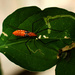 Milkweed assassin bug  by eudora
