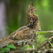 Ruffled Grouse of Bonners Landing by taffy