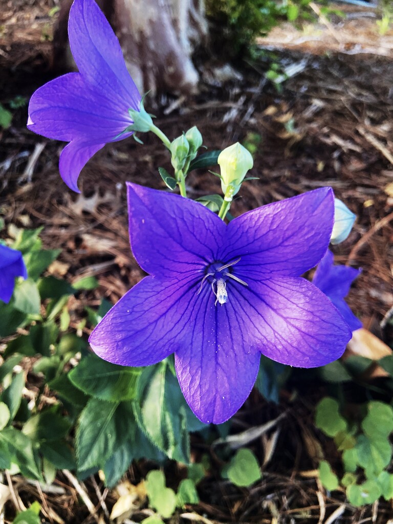 Tammy’s Purple Flower by 365canupp