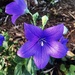 Tammy’s Purple Flower by 365canupp