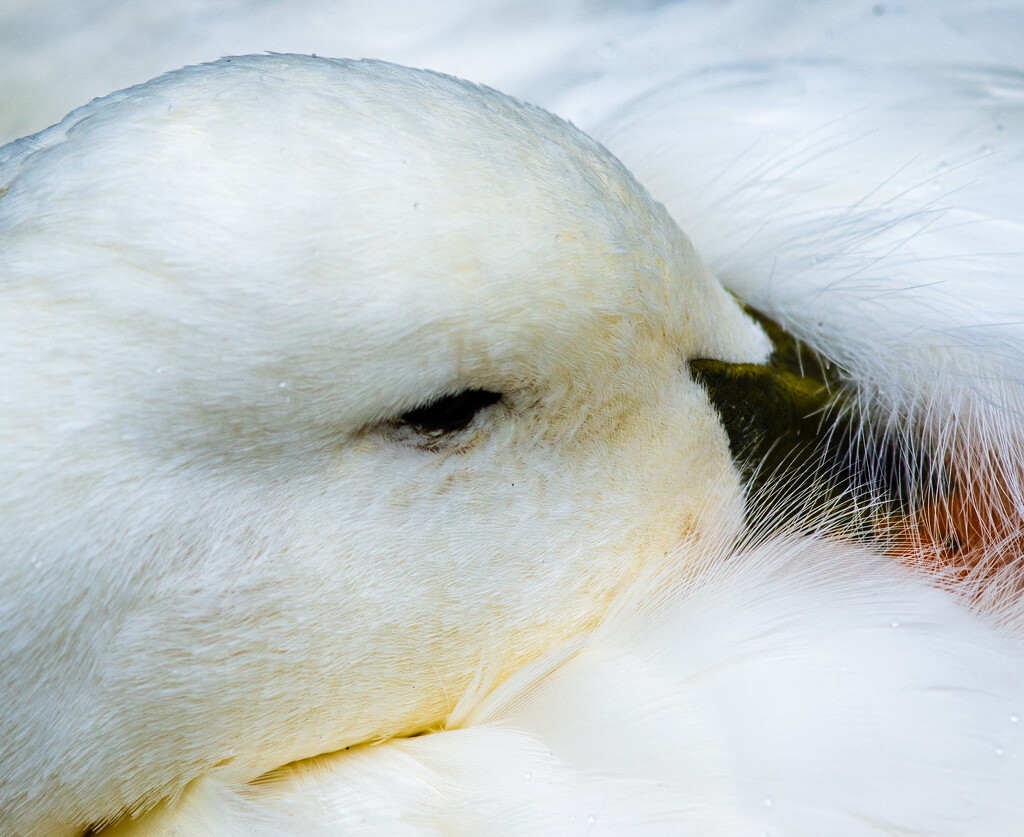 Sleepy Duck by yaorenliu