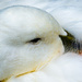 Sleepy Duck by yaorenliu