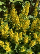 14th Jun 2022 - Yellow flowers
