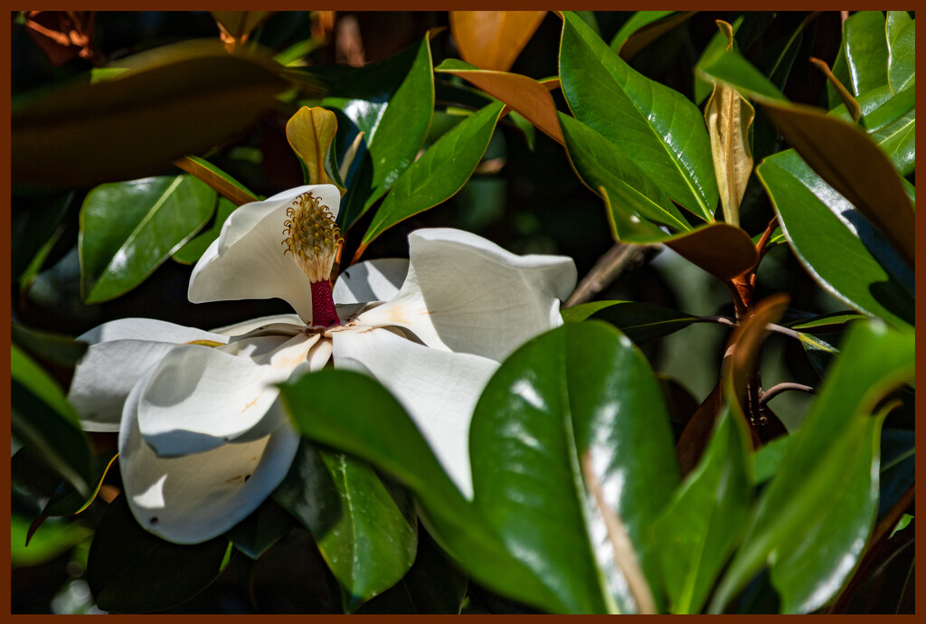Magnolia by hjbenson