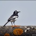 Pied wagtail by rosiekind