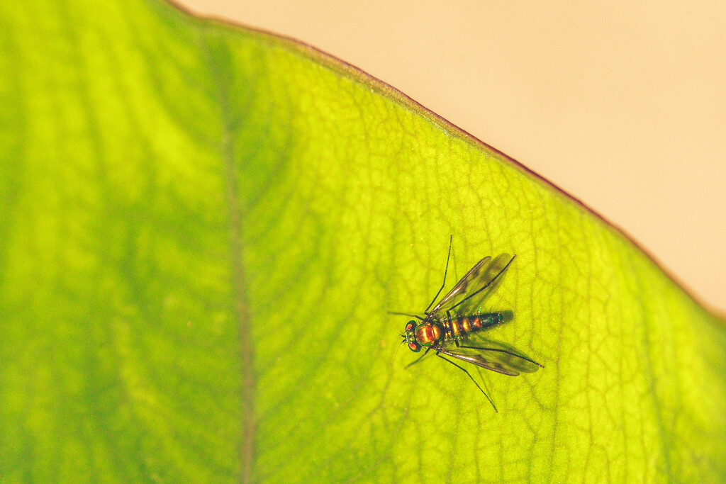 Long-legged Fly by pamalama