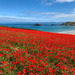 Field of Red by phil_sandford