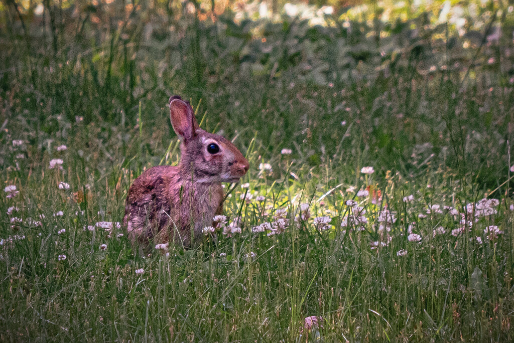 Hunny Bunny by Weezilou