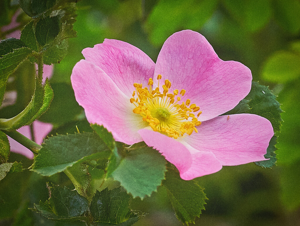 Eglantine Rose by gardencat