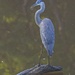 LHG_0838Great Blue heron  by rontu