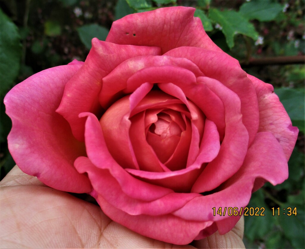 A beautiful pink rose. by grace55