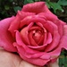 A beautiful pink rose. by grace55