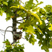 Hummingbird by dkellogg