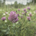 Red clover by helstor365