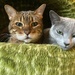 Two cats by katriak