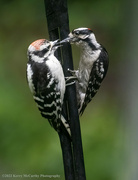 13th Jun 2022 - Male downy woodpecker feeding juvenile
