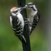 Male downy woodpecker feeding juvenile