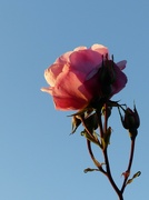 11th Jun 2022 - neighbour's rose