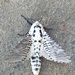 Moth? by monicac