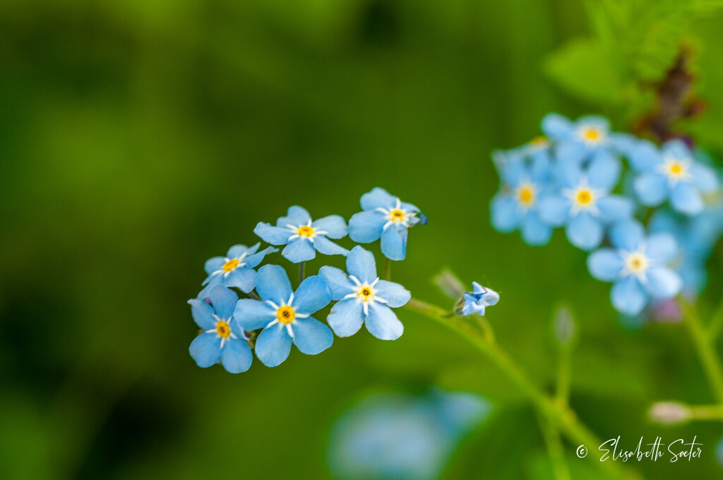  Forget-me-nots by elisasaeter