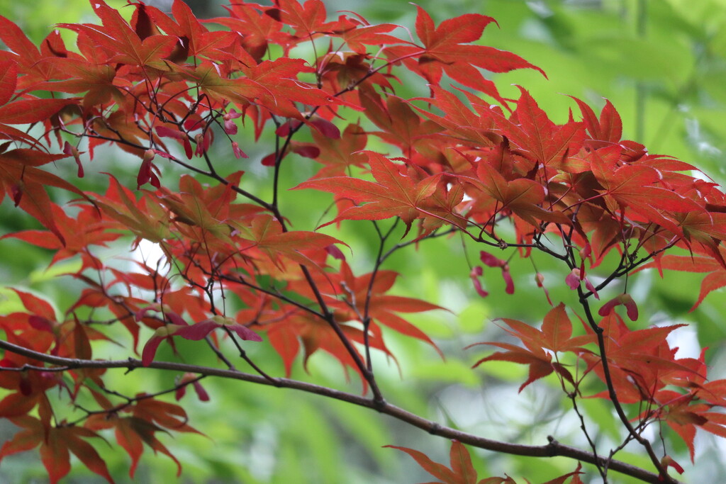 Japanese Maple by 365projectorgheatherb