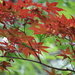 Japanese Maple by 365projectorgheatherb