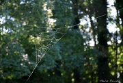 13th Jun 2022 - spider web