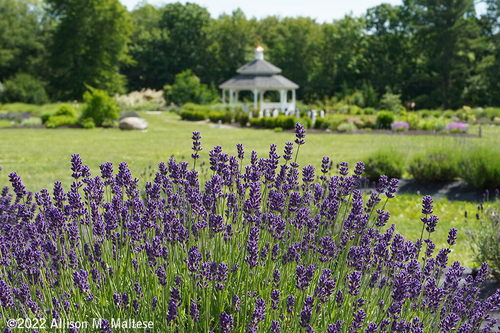 Lavender Pond Farm by falcon11