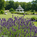 Lavender Pond Farm