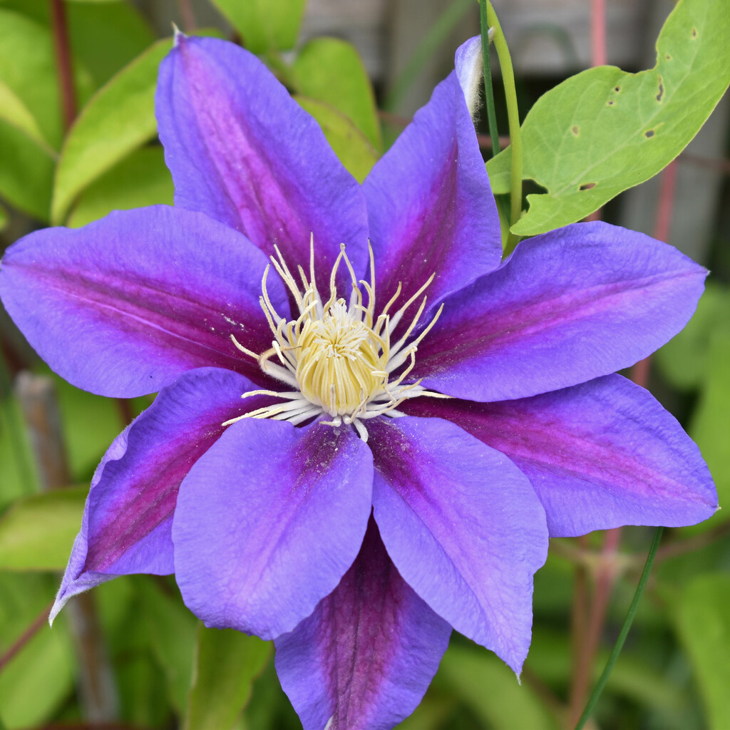 Clematis by bjywamer
