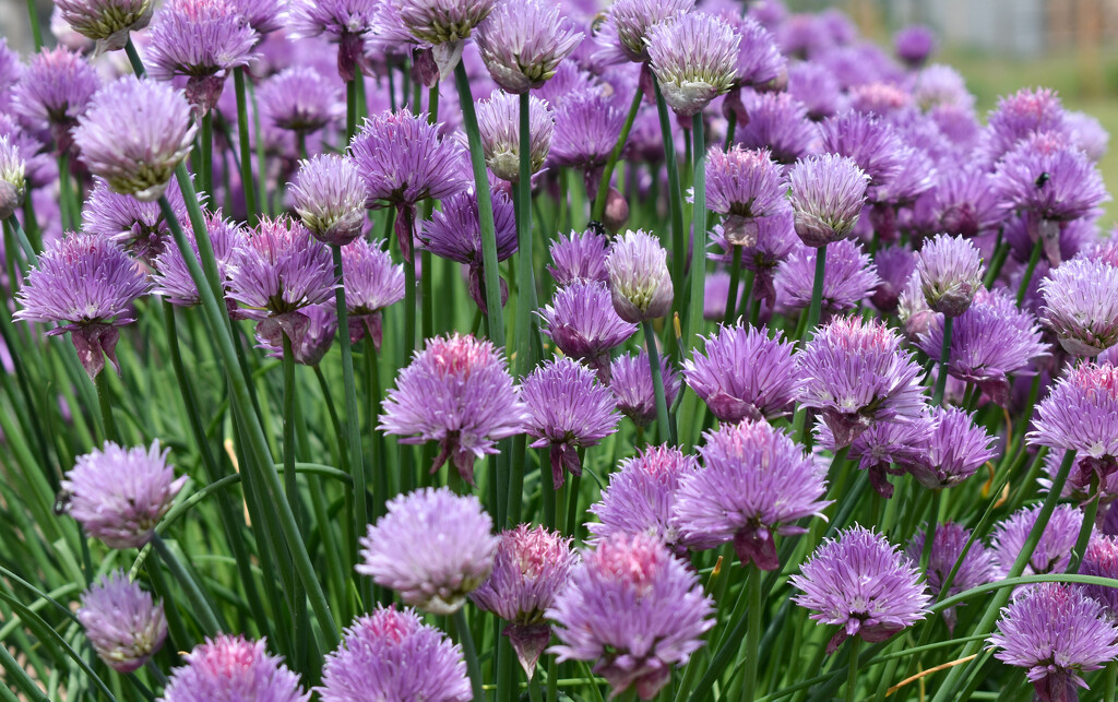 Chives by bjywamer