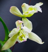 15th Jun 2022 -  A Lovely Orchid Surprise ~ .
