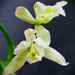  A Lovely Orchid Surprise ~ . by happysnaps