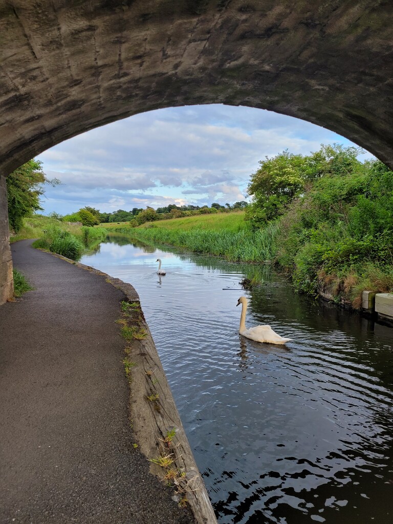 Swans on the canal by clearday