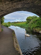 14th Jun 2022 - Swans on the canal