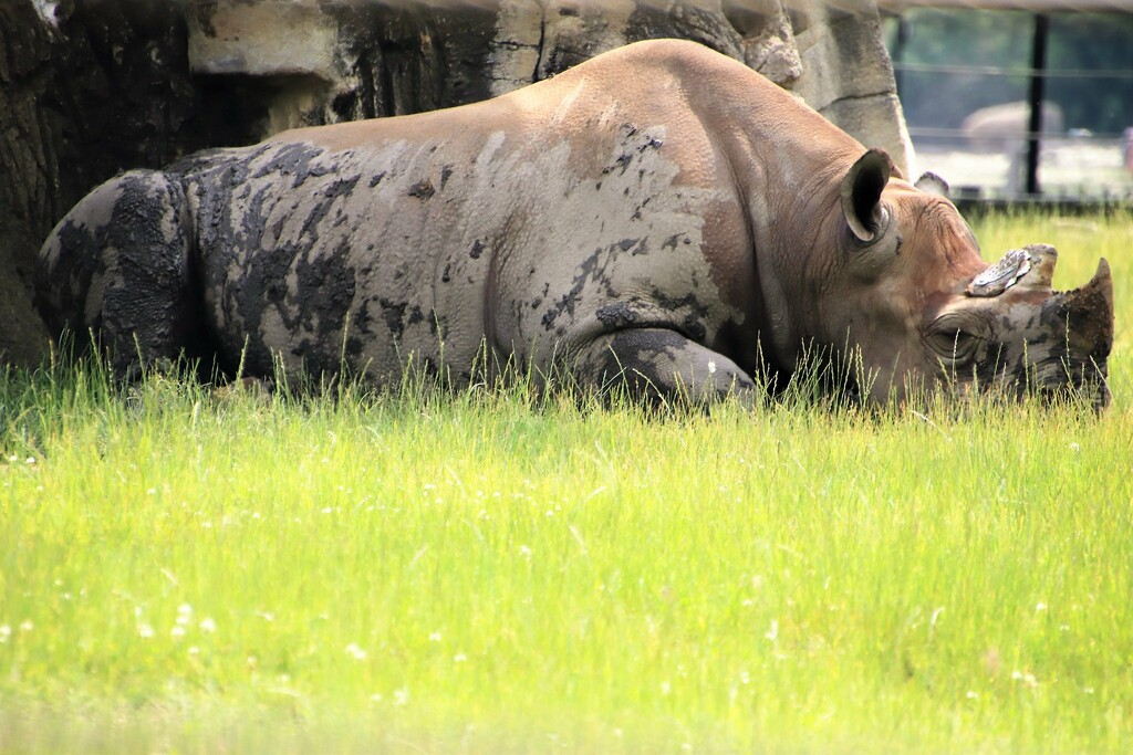Rhino Resting In The Grass by randy23
