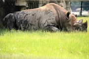 13th Jun 2022 - Rhino Resting In The Grass