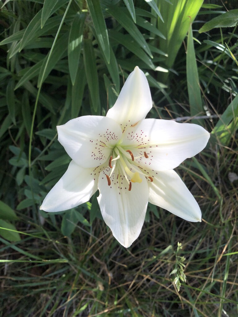Pretty lily by homeschoolmom