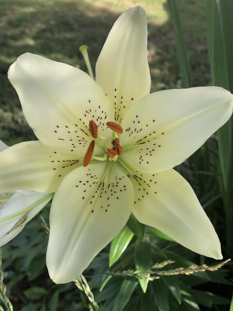 Middle of lily by homeschoolmom