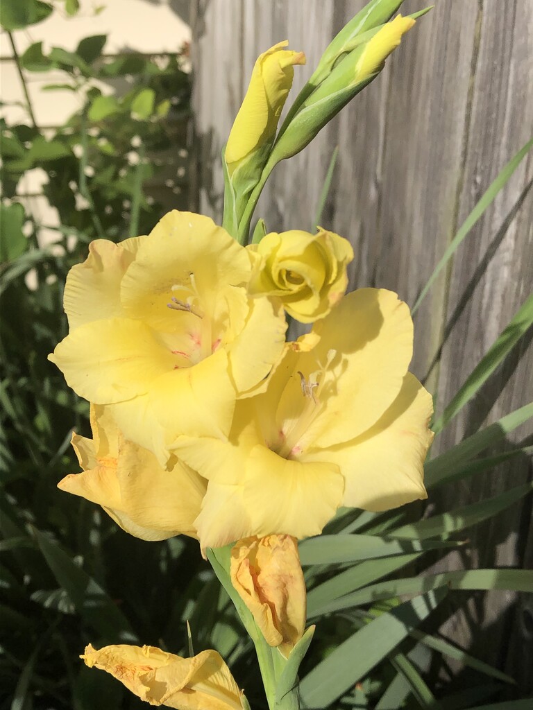 Sunny flower by homeschoolmom