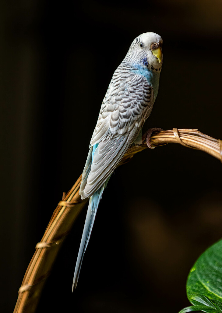 Happy the parakeet by jeffjones