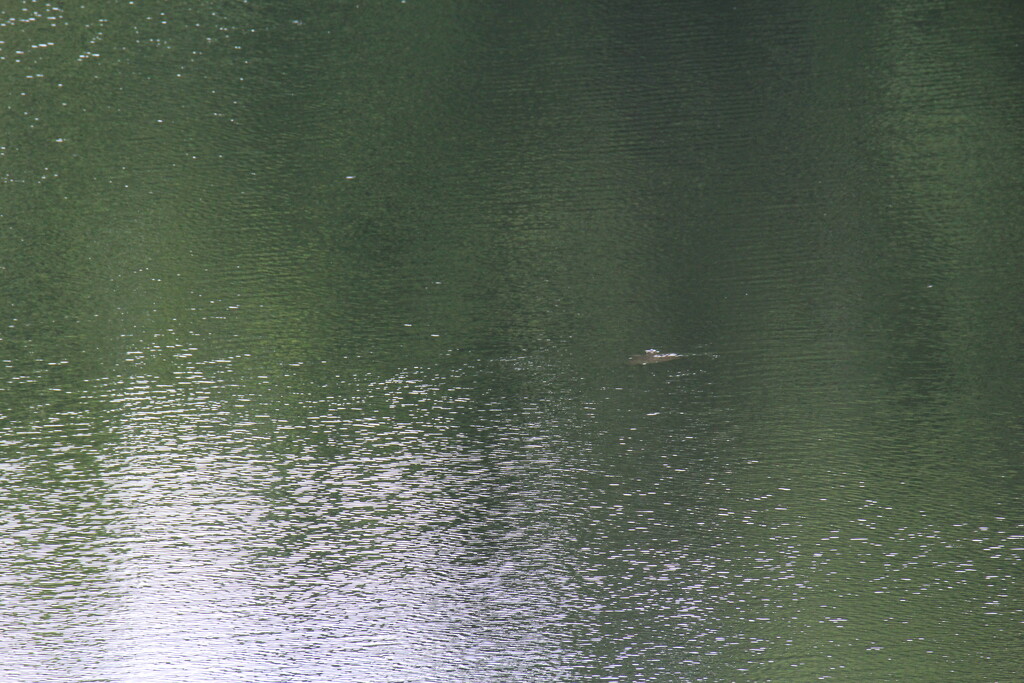 June 7 Large turtle floating in big pond IMG_6519A by georgegailmcdowellcom